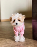 Cute Maltipoo Poodle Mix Pup Cute Maltipoo Poodle Mix Pup