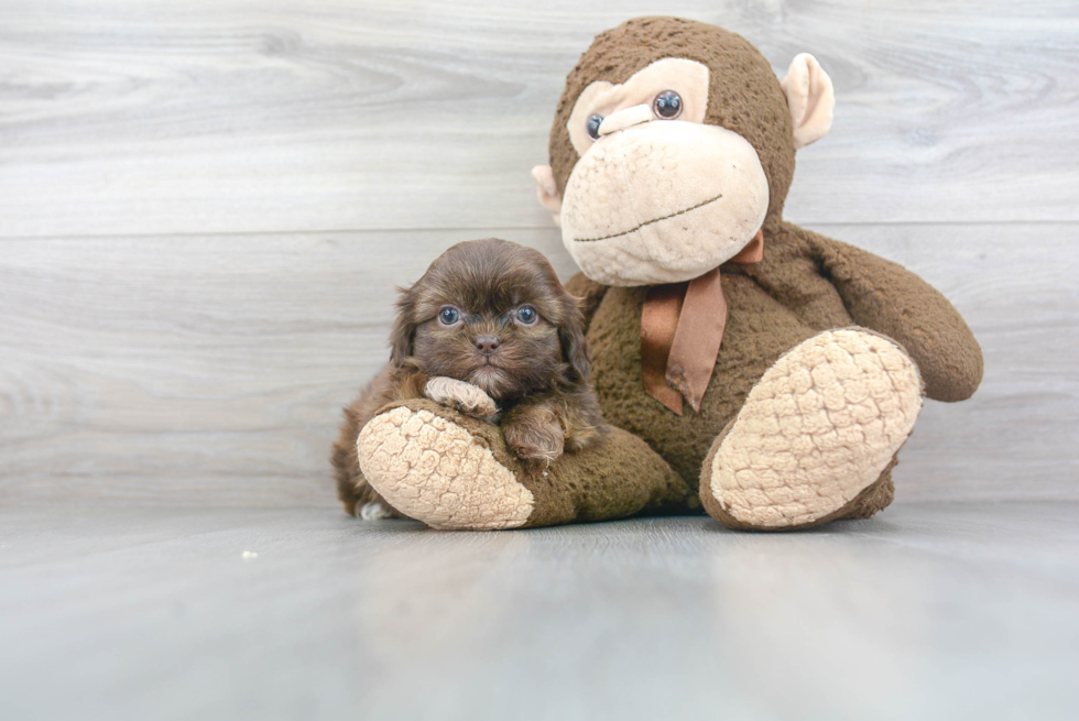 Meet Florence - our Shih Tzu Puppy Photo 2/3 - Florida Fur Babies
