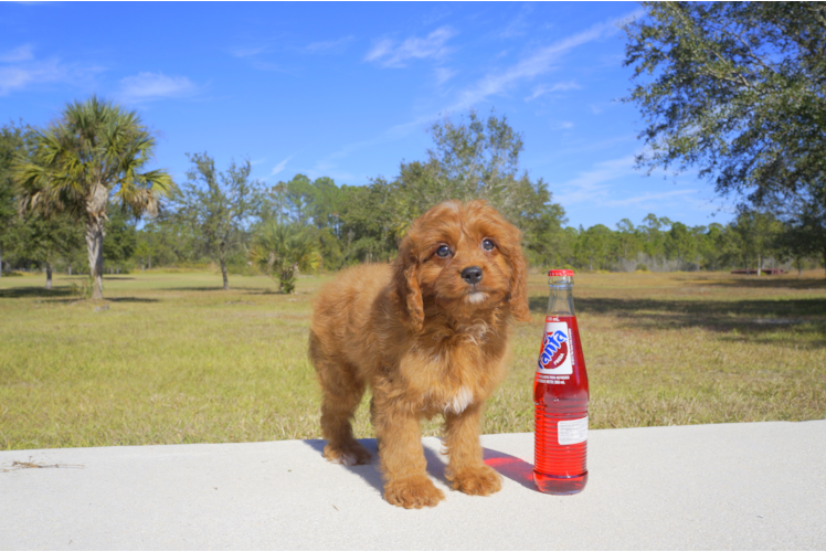 Meet Elvis - our Cavapoo Puppy Photo 2/3 - Florida Fur Babies