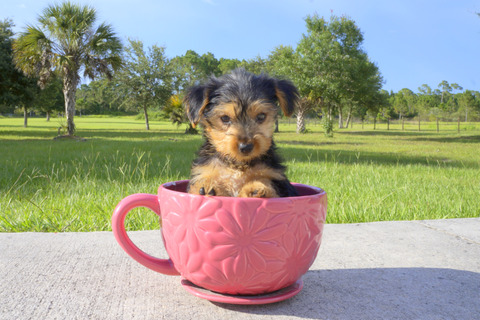 Meet Slate - our Yorkshire Terrier Puppy Photo 3/3 - Florida Fur Babies