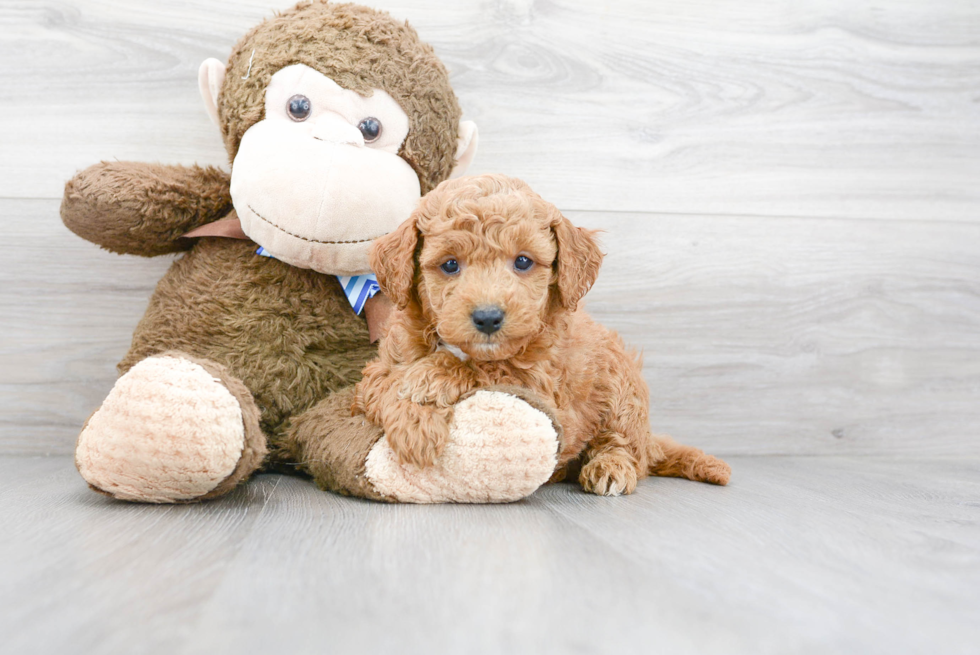 Meet Gavin - our Mini Goldendoodle Puppy Photo 1/3 - Florida Fur Babies