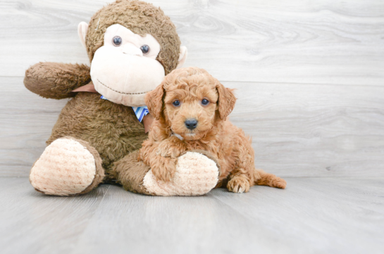 17 week old Mini Goldendoodle Puppy For Sale - Florida Fur Babies
