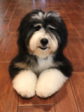Cute Mini Bernedoodle Poodle Mix Pup Cute Mini Bernedoodle Poodle Mix Pup