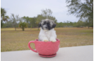 Meet Mika - our Havanese Puppy Photo 2/4 - Florida Fur Babies