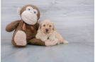 Meet Keegan - our Mini Goldendoodle Puppy Photo 1/3 - Florida Fur Babies