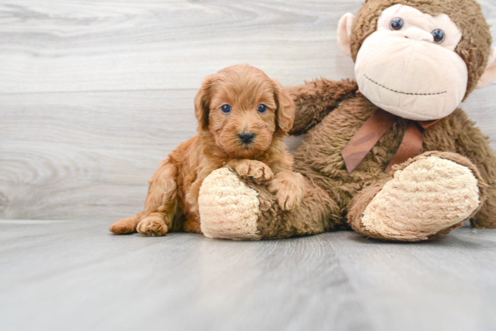 Meet Charlotte - our Mini Goldendoodle Puppy Photo 2/3 - Florida Fur Babies