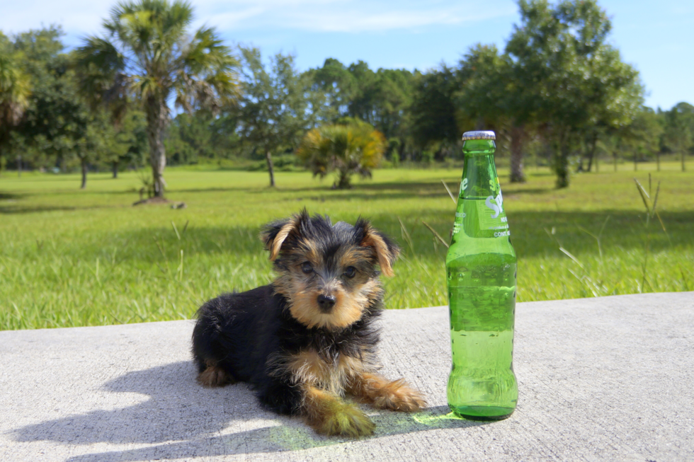 Meet Ben - our Yorkshire Terrier Puppy Photo 1/4 - Florida Fur Babies