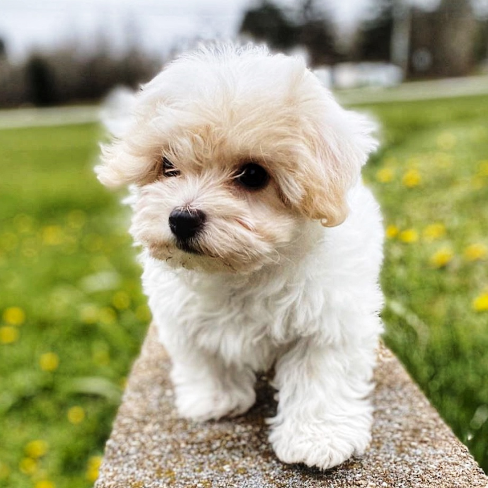 Cute Havanese Purebred Pup