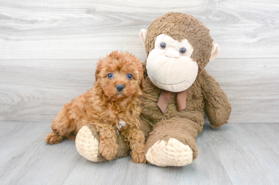 9 week old Cockapoo Puppy For Sale - Florida Fur Babies