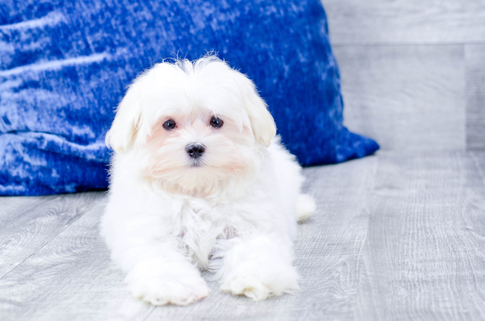 Meet  Flurry - our Maltese Puppy Photo 5/5 - Florida Fur Babies