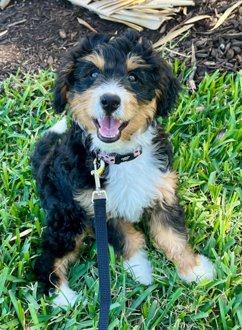 Florida Fur Babies Bodhi the Mini Bernedoodle Puppy has been learning some important skills recently and has found out if he listens he gets rewarded with TREATS! Trending Video
