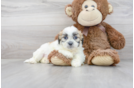 Meet Emerson - our Teddy Bear Puppy Photo 2/3 - Florida Fur Babies
