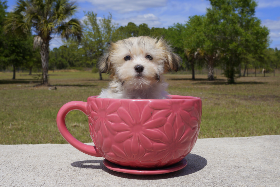 Meet Alexa - our Havanese Puppy Photo 3/4 - Florida Fur Babies