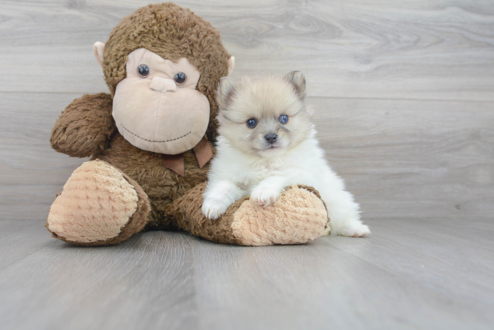 Meet Franco - our Pomeranian Puppy Photo 1/3 - Florida Fur Babies