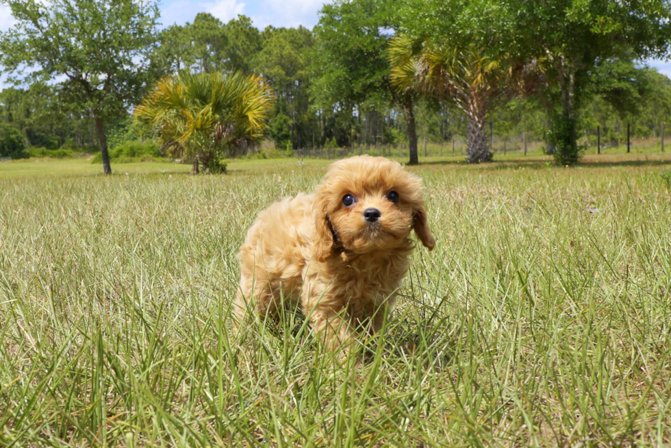 Meet Beauty - our Cavapoo Puppy Photo 6/6 - Florida Fur Babies