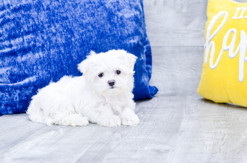 Meet  Otto - our Maltese Puppy Photo 2/5 - Florida Fur Babies