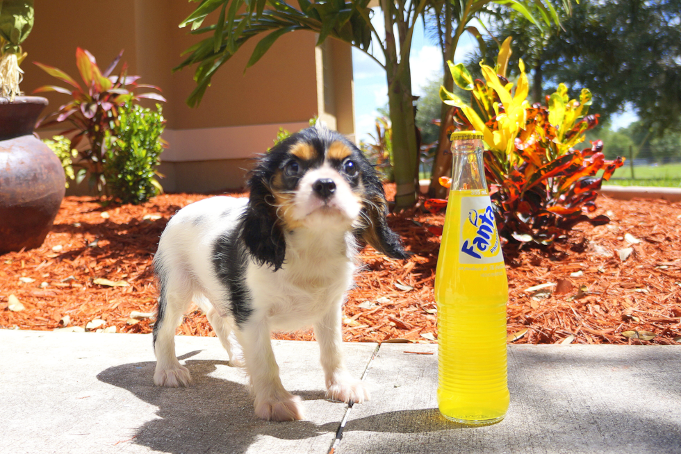 Meet Dashing Lady - our Cavalier King Charles Spaniel Puppy Photo 1/3 - Florida Fur Babies