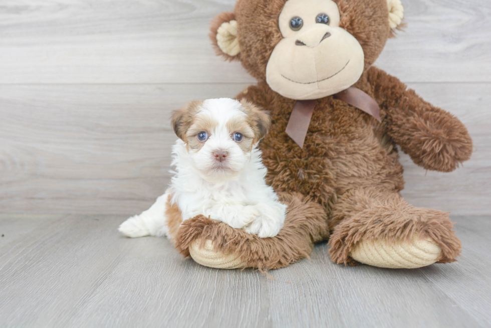 Meet Gili - our Teddy Bear Puppy Photo 2/3 - Florida Fur Babies