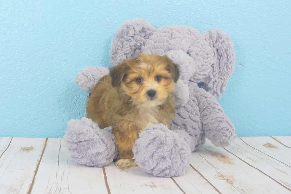 Meet Latte - our Morkie Puppy Photo 4/4 - Florida Fur Babies