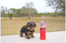 Meet  Felicity - our Yorkshire Terrier Puppy Photo 3/3 - Florida Fur Babies