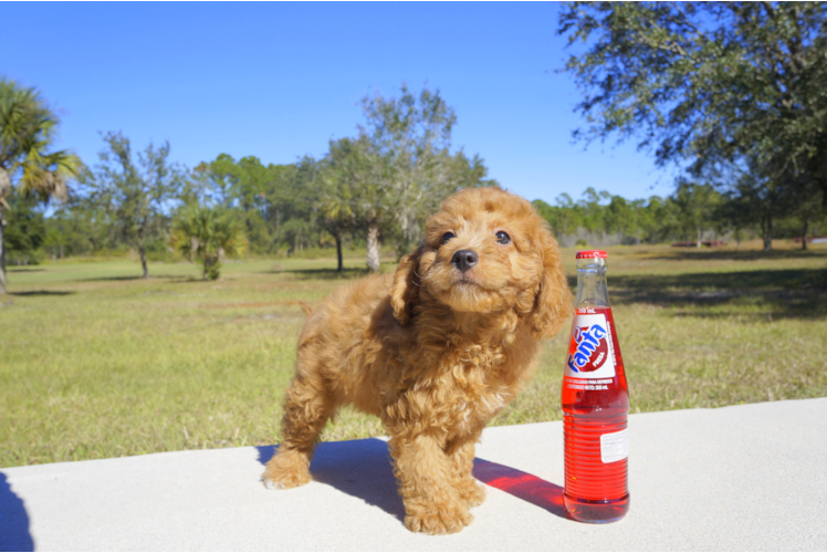 Meet Benny - our Cavapoo Puppy Photo 2/2 - Florida Fur Babies