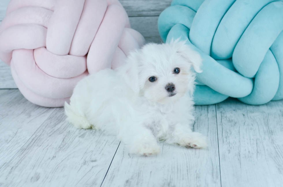 Meet  Snowflake - our Maltese Puppy Photo 5/5 - Florida Fur Babies