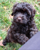 Cute Labrador Poodle Mix Pup Cute Labrador Poodle Mix Pup
