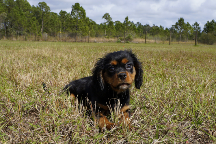 Meet Wesson - our Cavalier King Charles Spaniel Puppy Photo 1/5 - Florida Fur Babies