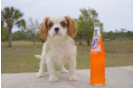 Meet Dean - our Cavalier King Charles Spaniel Puppy Photo 3/3 - Florida Fur Babies