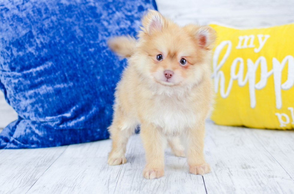 Meet  Roswell - our Pomeranian Puppy Photo 3/4 - Florida Fur Babies