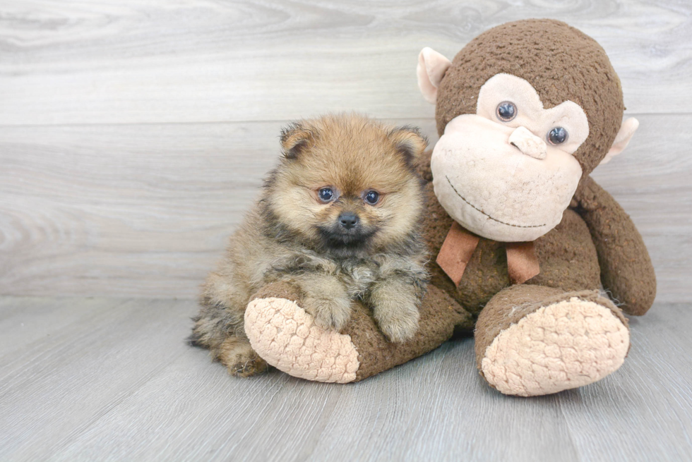 Meet Nordy - our Pomeranian Puppy Photo 2/3 - Florida Fur Babies