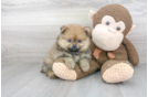 Meet Nordy - our Pomeranian Puppy Photo 2/3 - Florida Fur Babies