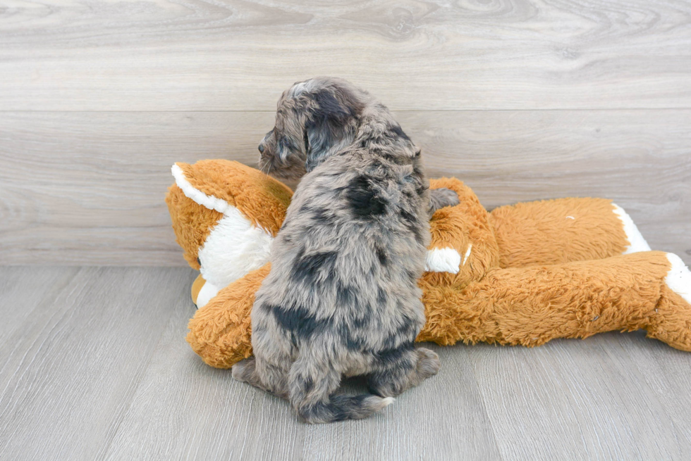 Meet Sergio - our Mini Bernedoodle Puppy Photo 3/3 - Florida Fur Babies
