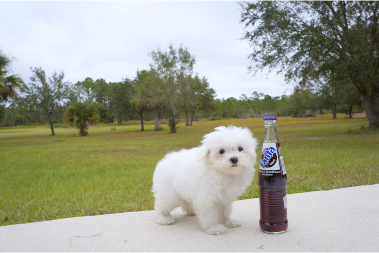 Meet  Paisley - our Maltese Puppy Photo 2/2 - Florida Fur Babies