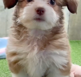 Auss-Tzu Puppies For Sale - Florida Fur Babies