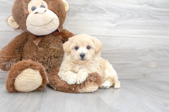 17 week old Havapoo Puppy For Sale - Florida Fur Babies