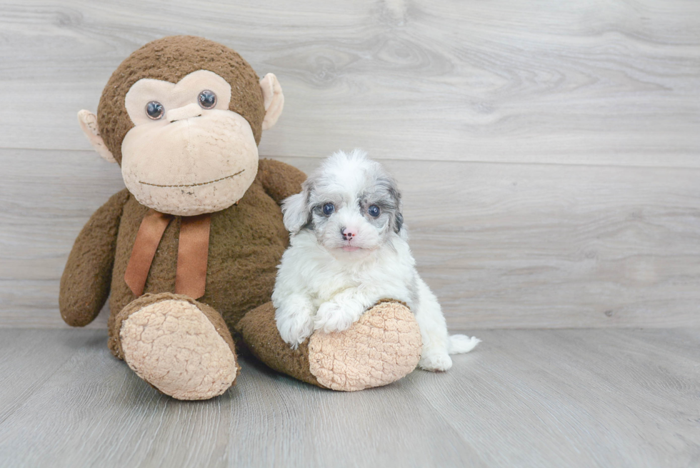 Meet Vito - our Shih Poo Puppy Photo 2/3 - Florida Fur Babies