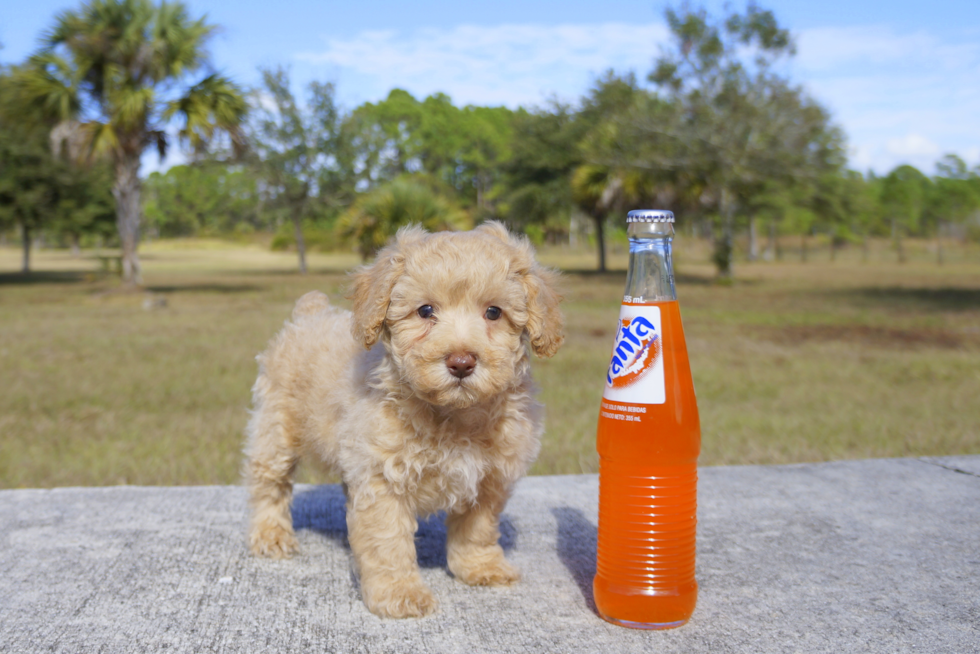 Meet Topper - our Cavapoo Puppy Photo 1/2 - Florida Fur Babies