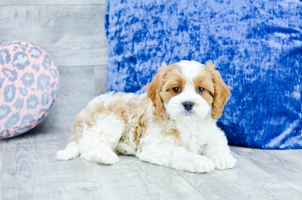 Meet Olay - our Cavapoo Puppy Photo 2/5 - Florida Fur Babies