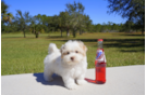 Meet Heath  - our Havanese Puppy Photo 1/3 - Florida Fur Babies