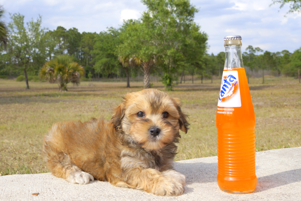 Meet Geo - our Morkie Puppy Photo 3/3 - Florida Fur Babies