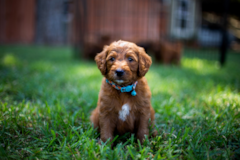 Cavapoo Being Cute