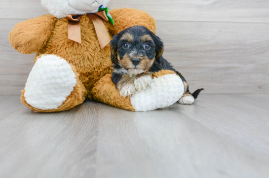 16 week old Yorkie Poo Puppy For Sale - Florida Fur Babies