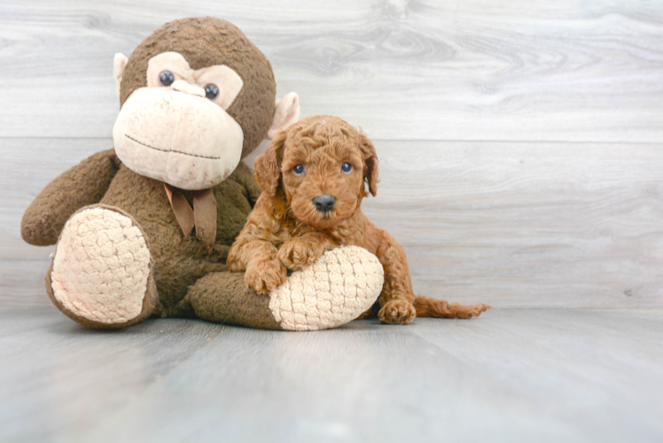 Meet Kara - our Mini Goldendoodle Puppy Photo 1/3 - Florida Fur Babies