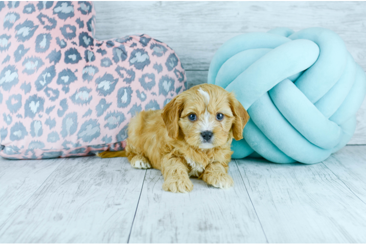 Meet  Red - our Cavapoo Puppy Photo 1/4 - Florida Fur Babies