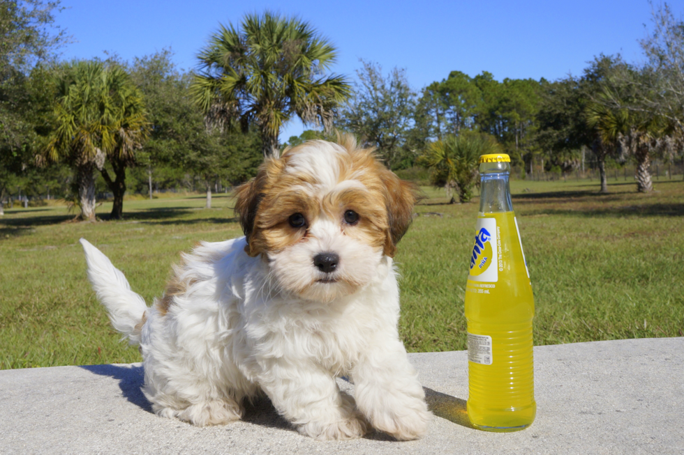 Meet Penelope - our Cavachon Puppy Photo 4/4 - Florida Fur Babies