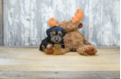 Meet Melvin - our Yorkie Poo Puppy Photo 2/3 - Florida Fur Babies