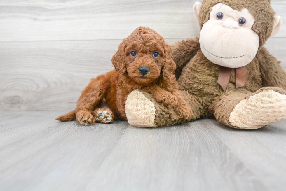 Meet Barrett - our Mini Goldendoodle Puppy Photo 1/3 - Florida Fur Babies