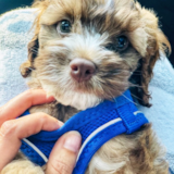 Cute Cockapoo Poodle Mix Pup