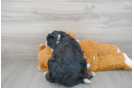 Meet Jayla - our Mini Bernedoodle Puppy Photo 3/3 - Florida Fur Babies